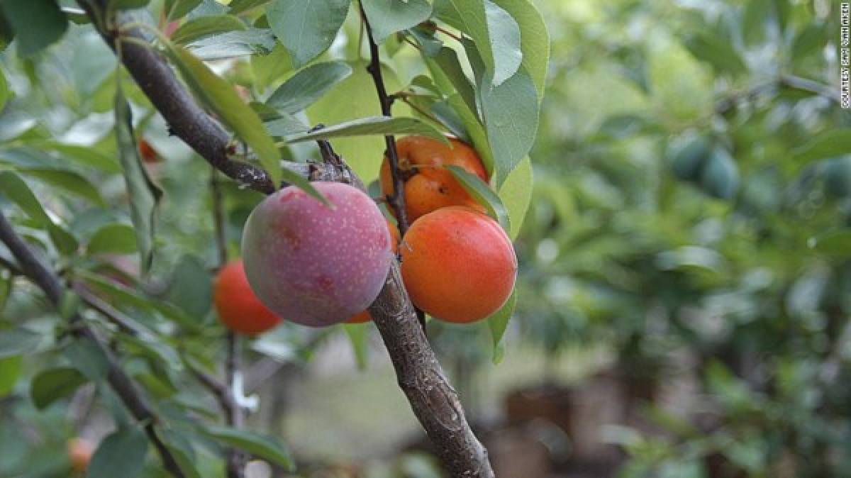 Árbol de 40 tipos de frutas