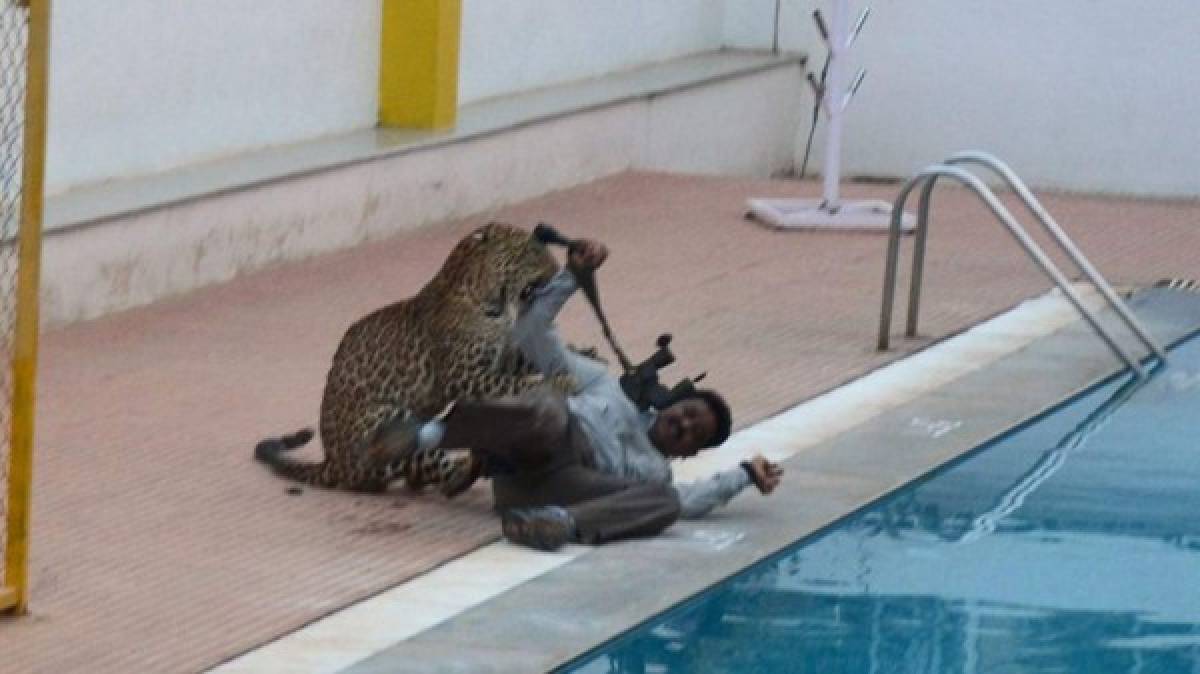Un leopardo hiere a cinco personas tras entrar a una escuela en India