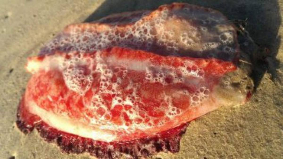 El misterioso monstruo marino que apareció en las playas australianas