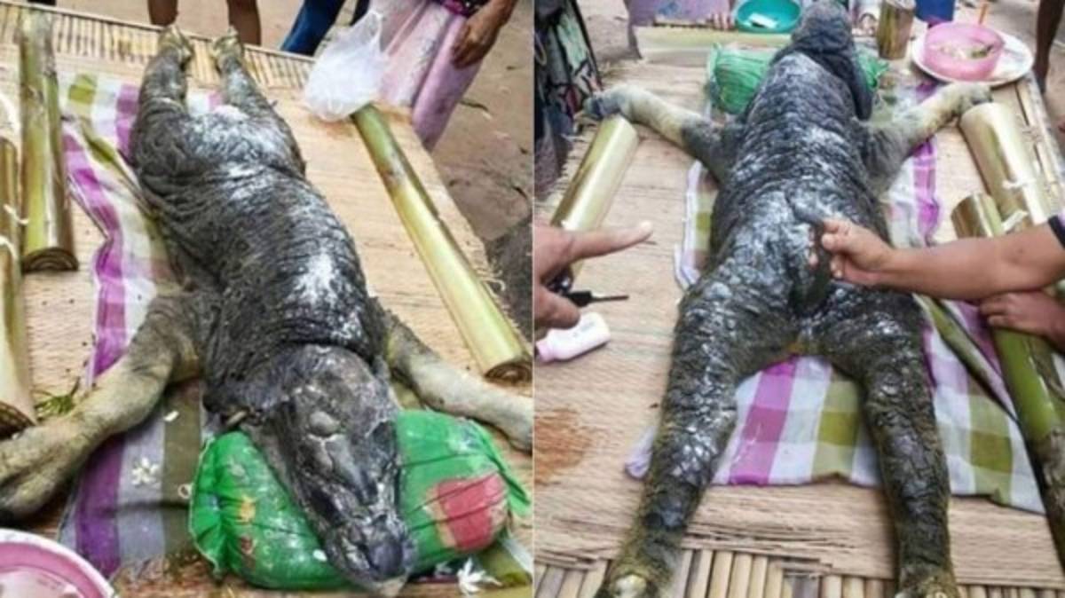 Misteriosa criatura aterra a los pobladores de Tailandia