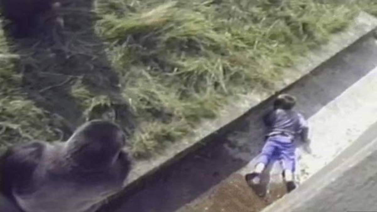 Madre de niño que cayó en jaula de gorila explica que sucedió