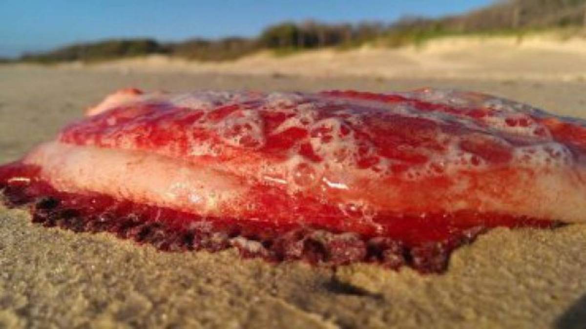 El misterioso monstruo marino que apareció en las playas australianas