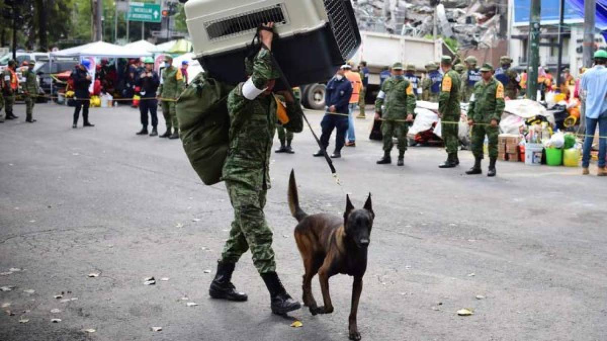 Conoce a los perros detrás del rescate de sobrevivientes en México