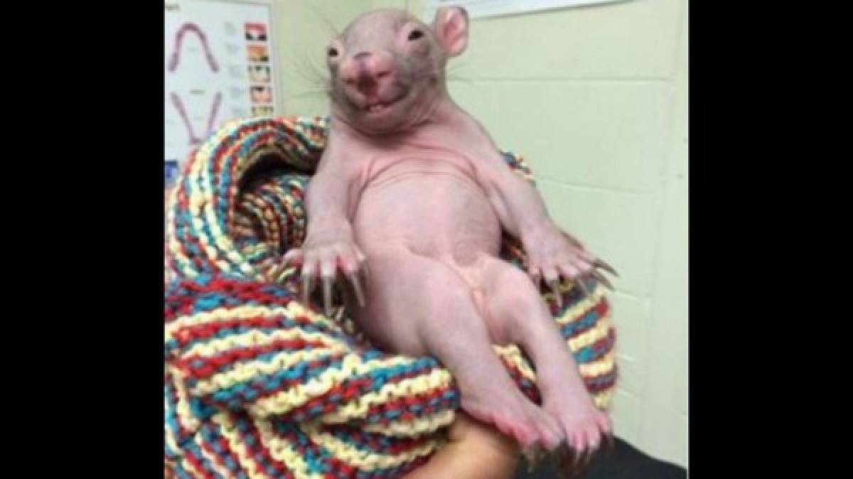 La foto del animal más feo del mundo es viral en internet