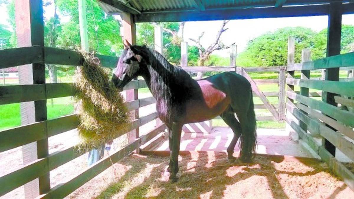 Más de 500 cabezas de ganado encontraron en rancho incautado