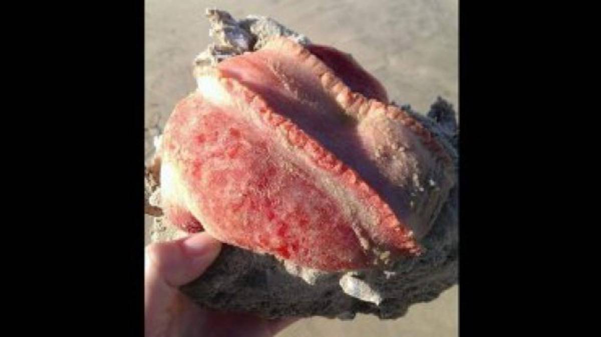 El misterioso monstruo marino que apareció en las playas australianas