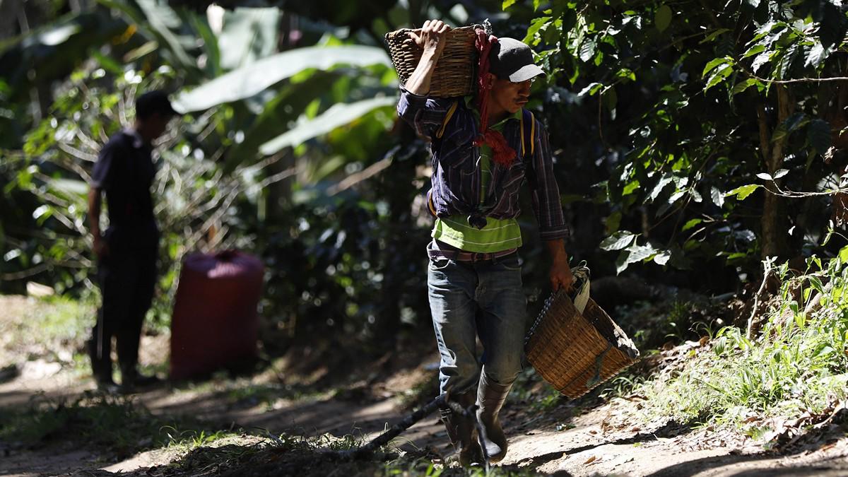 El sacrificio de los productores para mantener a Honduras en primeros lugares en café de excelencia