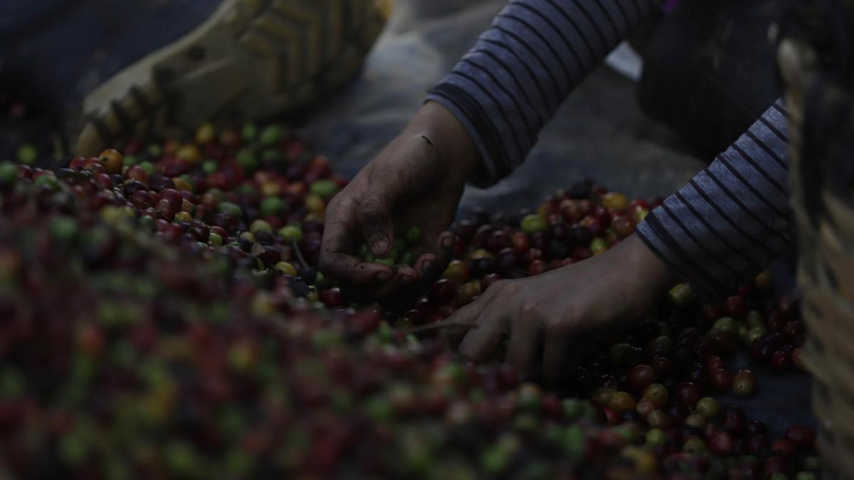 El sacrificio de los productores para mantener a Honduras en primeros lugares en café de excelencia