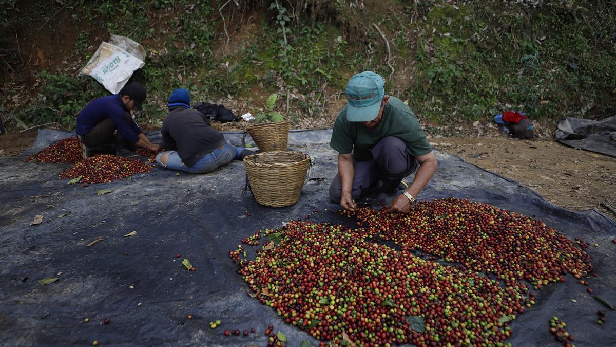 El sacrificio de los productores para mantener a Honduras en primeros lugares en café de excelencia