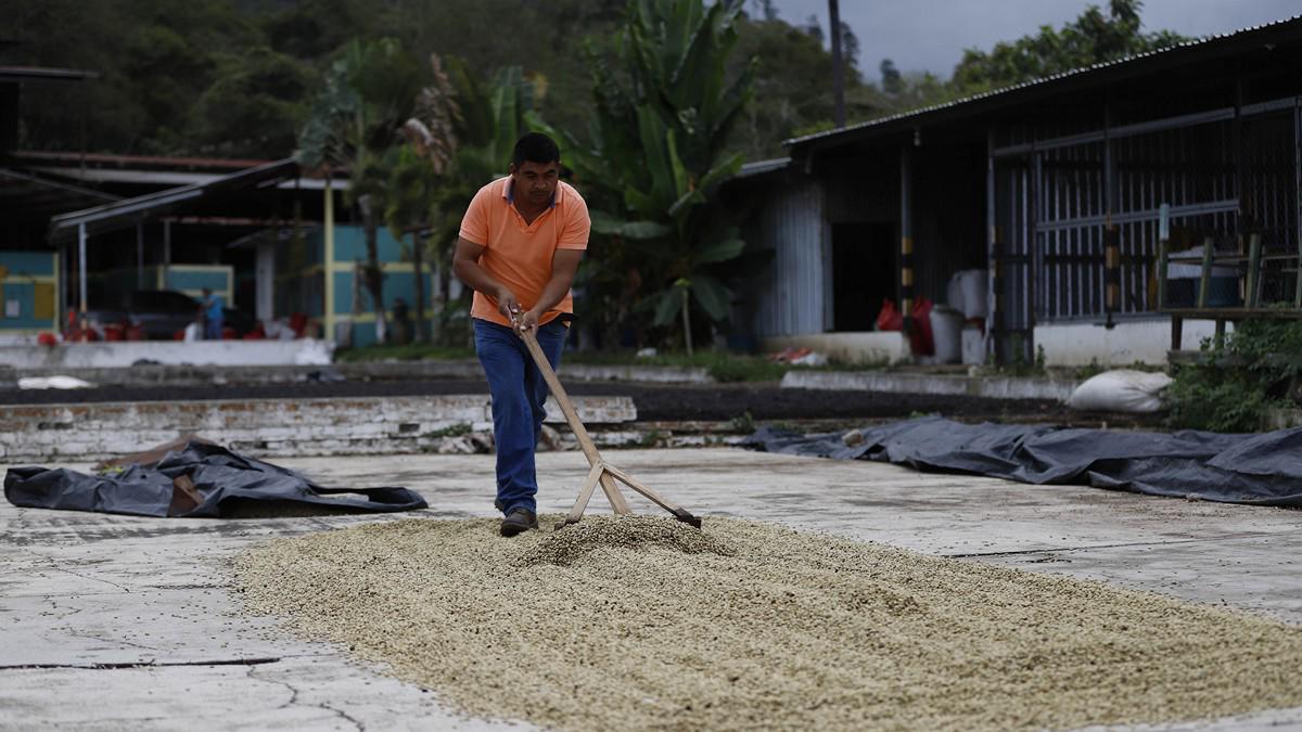 El sacrificio de los productores para mantener a Honduras en primeros lugares en café de excelencia