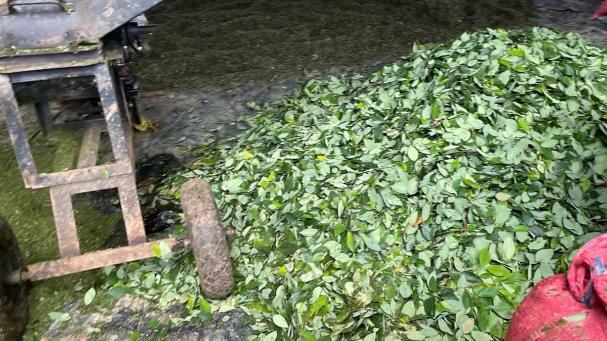 Hojas secas, molidas y plantas de coca: incineran narcolaboratorio en Limones, Catacamas