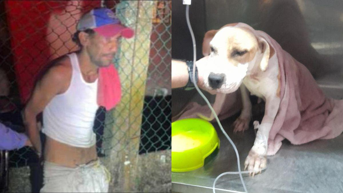 Abusada por sus dueños y por vecino: Ángel, la perrita rescatada en Puerto Cortés
