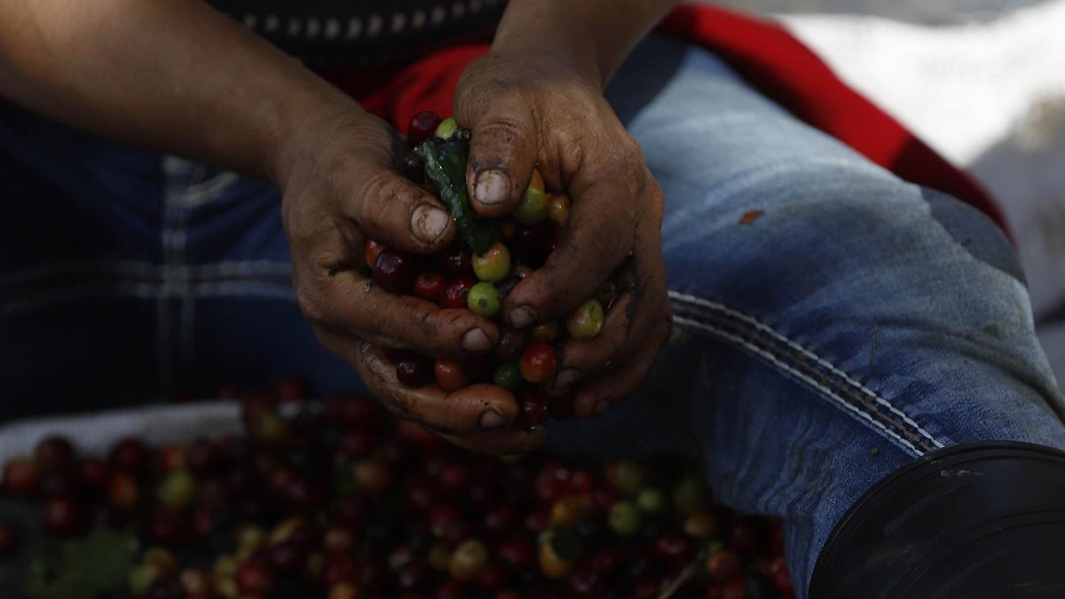 El sacrificio de los productores para mantener a Honduras en primeros lugares en café de excelencia