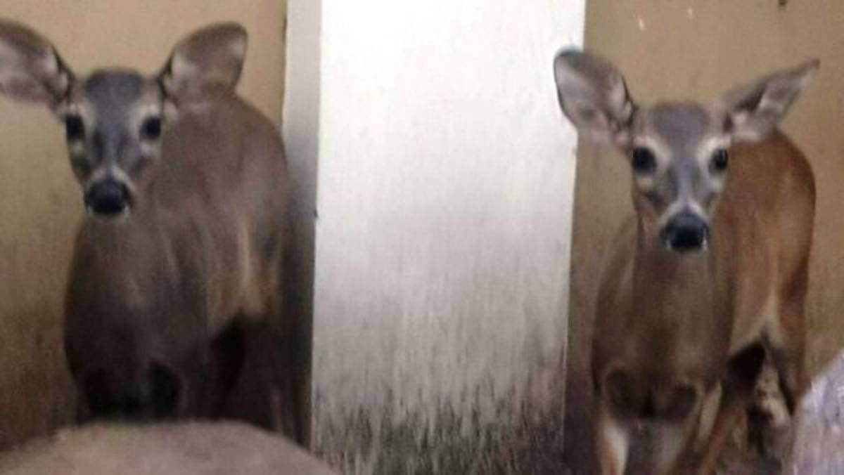 Dos venados entre los animales hallados en esta vivienda.
