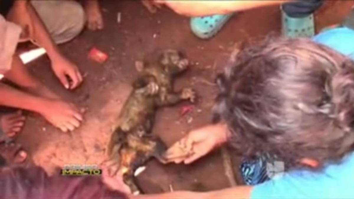 Queman a un animal en peligro de extinción al creer que era 'chupacabras”