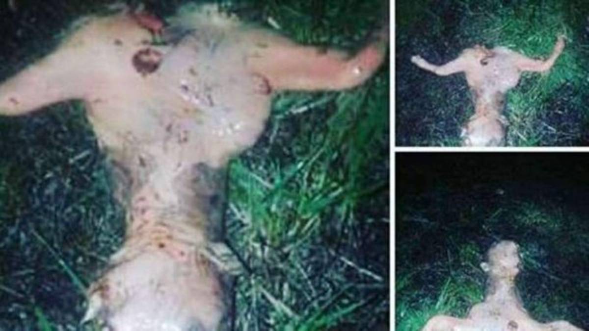 Halla extraña criatura en su patio