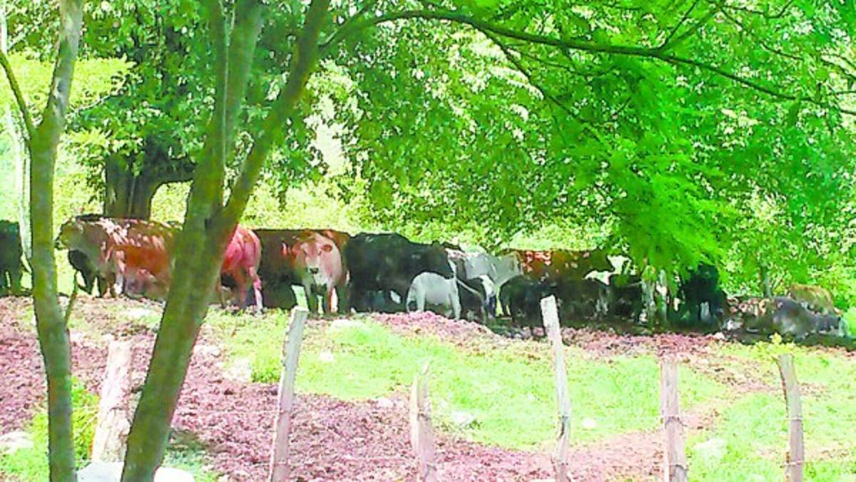 Investigan si los hermanos Valle ocuparon zonas protegidas de Honduras