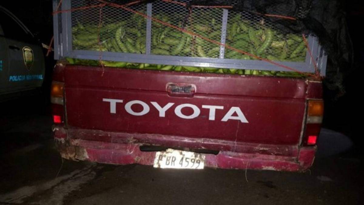 Decomisan 350 libras de marihuana que llevaban oculta entre bananos