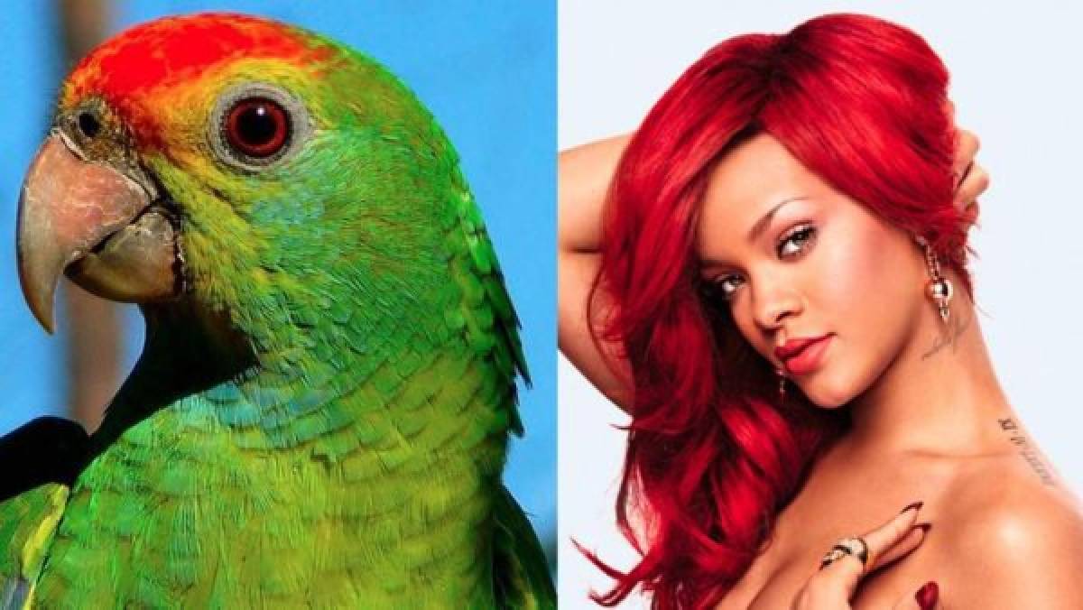 Viral: Un loro canta igual que Rihanna y arrasa las redes sociales