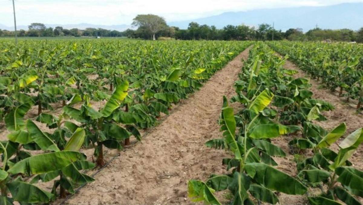 Plátano colombiano duplica la producción en Comayagua