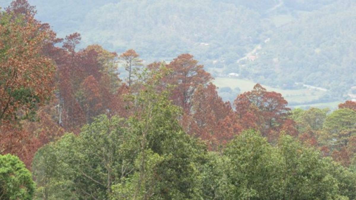 A intervenir 34 mil hectáreas de bosque afectado en Honduras