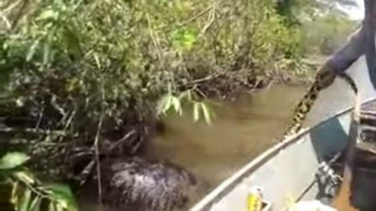 Atrapan anaconda gigante en Brasil