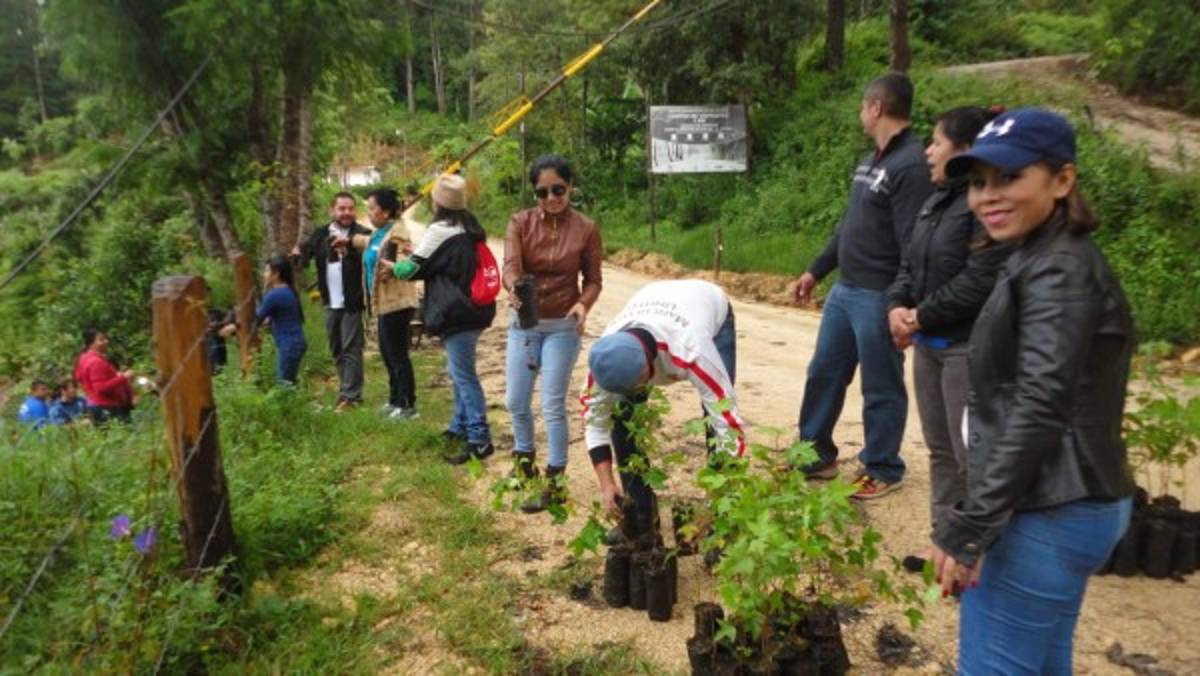 Reforestan zona afectada de La Tigra