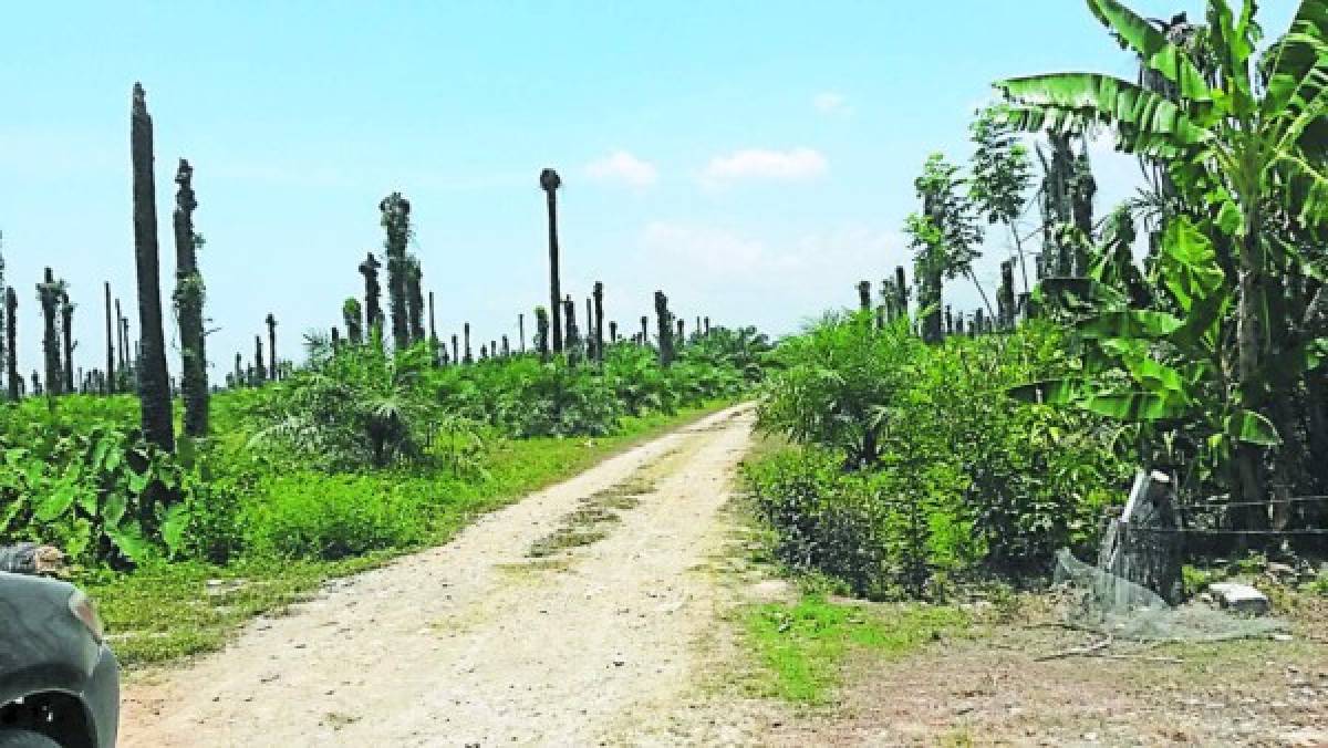 Los Valle invadieron más de mil manzanas en el occidente de Honduras