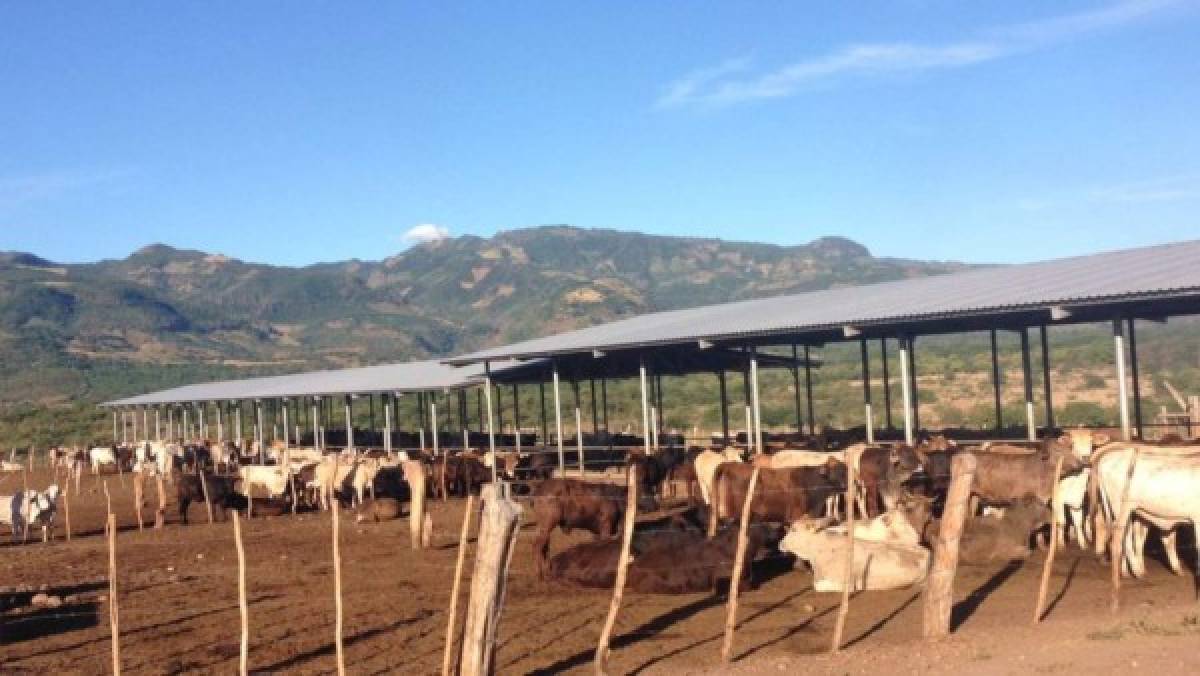 Unas 600 cabezas de ganado también serán traspasadas a la OABI (Foto: MP/ El Heraldo Honduras/ Noticias de Honduras)