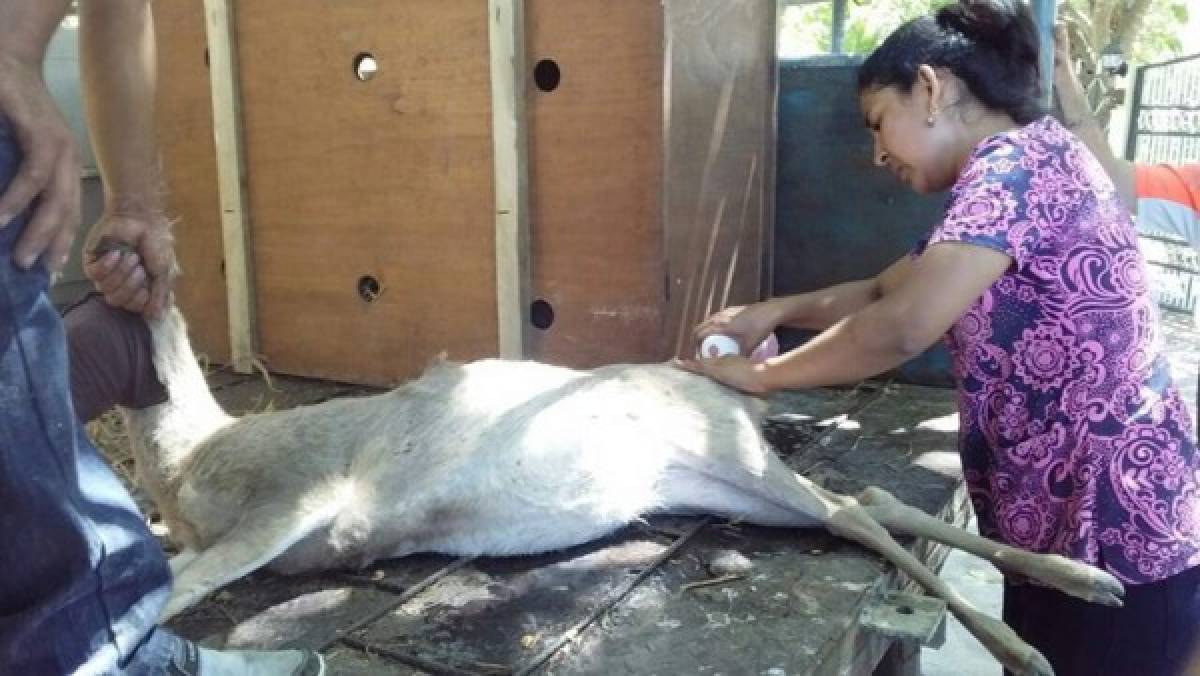 Comayagua: Rescatan a 37 venados cola blanca que estaban cautivos en haciendas