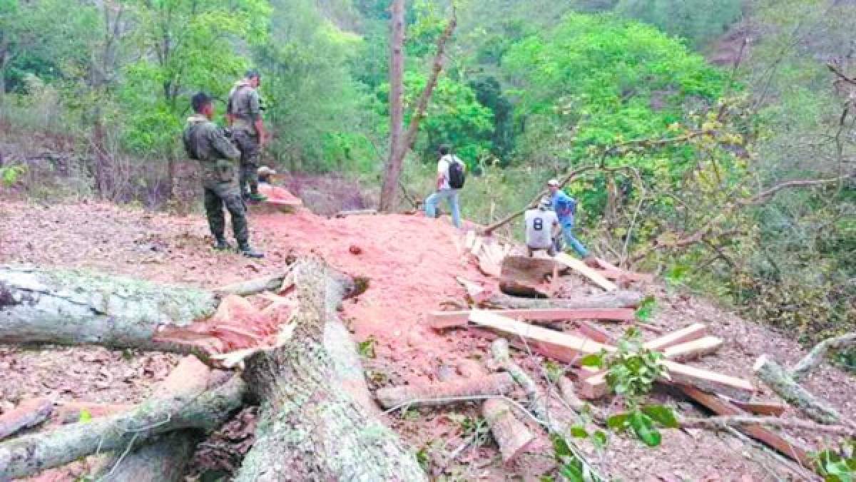 Honduras tiene taladas 66 mil hectáreas de bosque