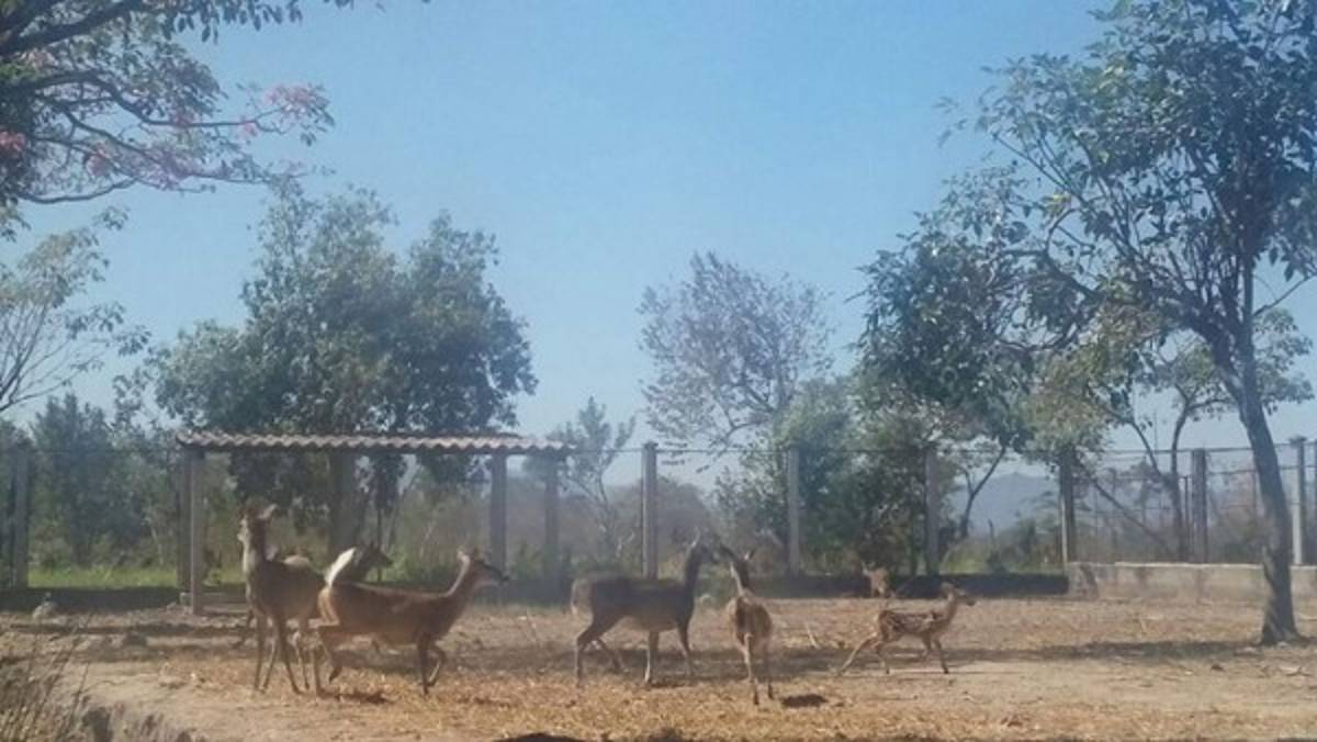 Comayagua: Rescatan a 37 venados cola blanca que estaban cautivos en haciendas