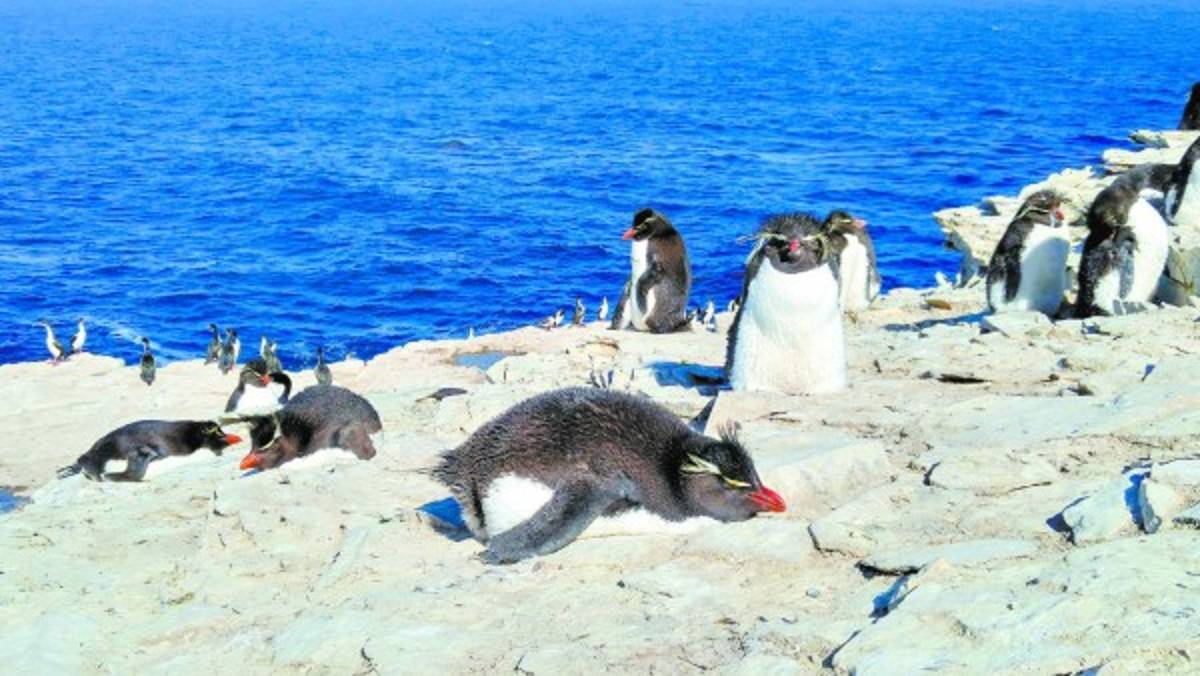 Islas Falkland: en el fin del mundo queda un bello paraíso