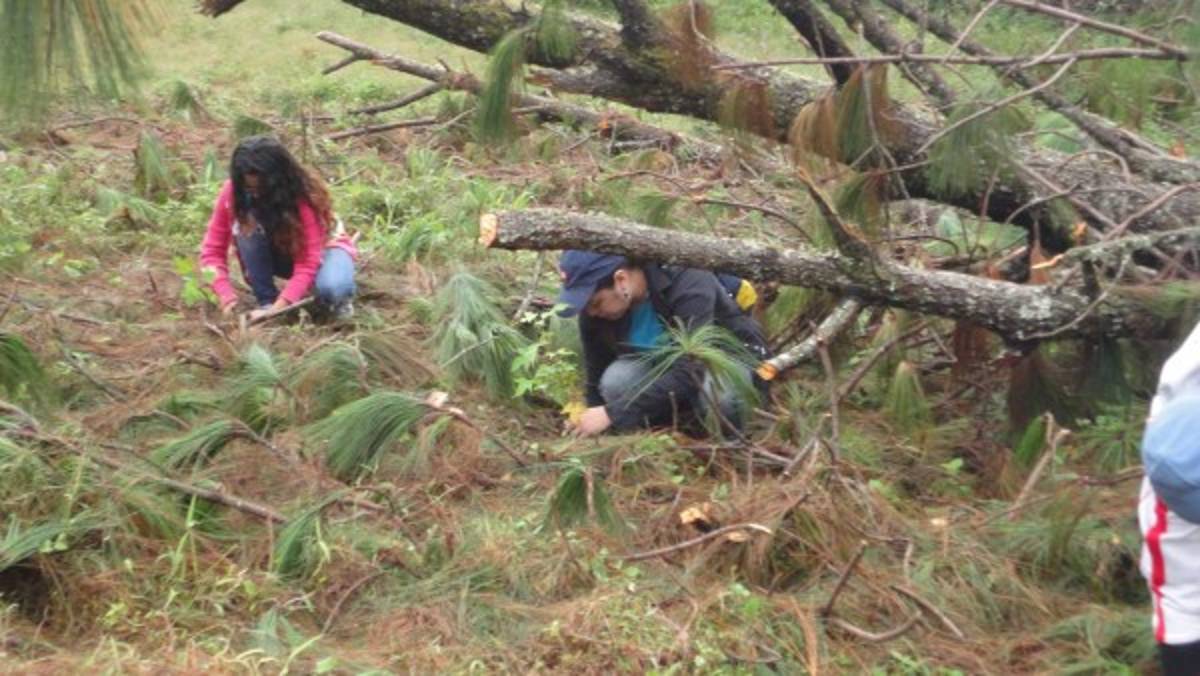 Reforestan zona afectada de La Tigra
