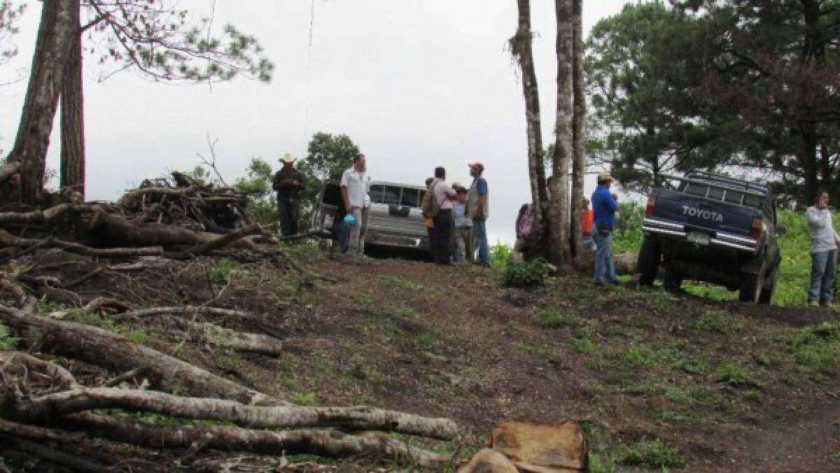 A intervenir 34 mil hectáreas de bosque afectado en Honduras