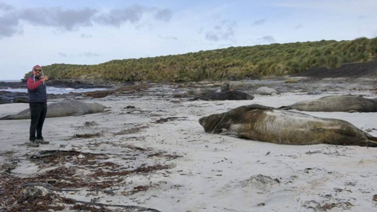Islas Falkland: en el fin del mundo queda un bello paraíso
