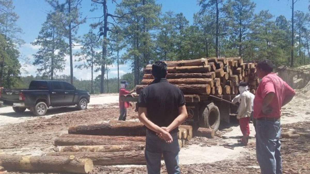 Decomisaron más de 10 mil pies de madera en 2017 en Comayagua