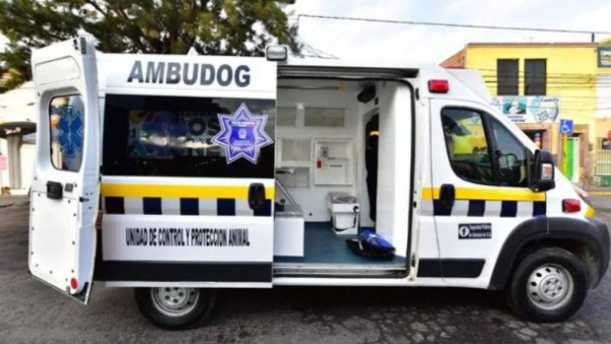 Así es Ambudog, la primera ambulancia que atiende gratuitamente animales de la calle en México