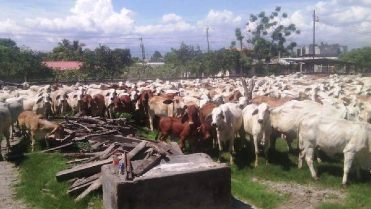 Honduras: OABI suscribió fideicomiso para manejo de ganado de rancho Lima Corral