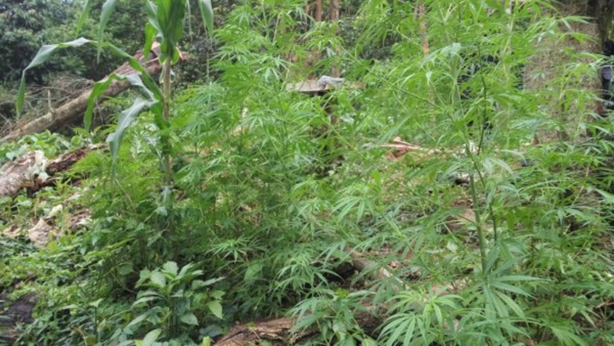 La supuesta hierba ilegal estaba camuflajeada entre parcelas de café y repollo. Foto EL HERALDO