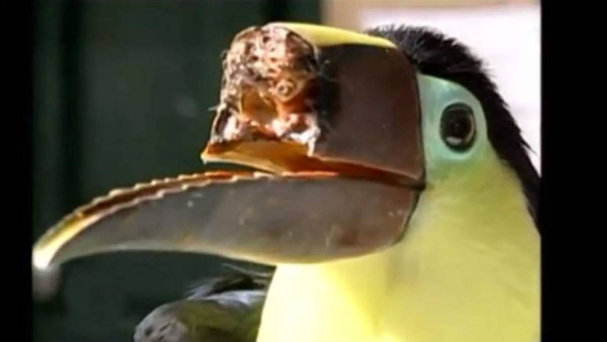 Atacaron un tucán y le arrancaron el pico en Costa Rica