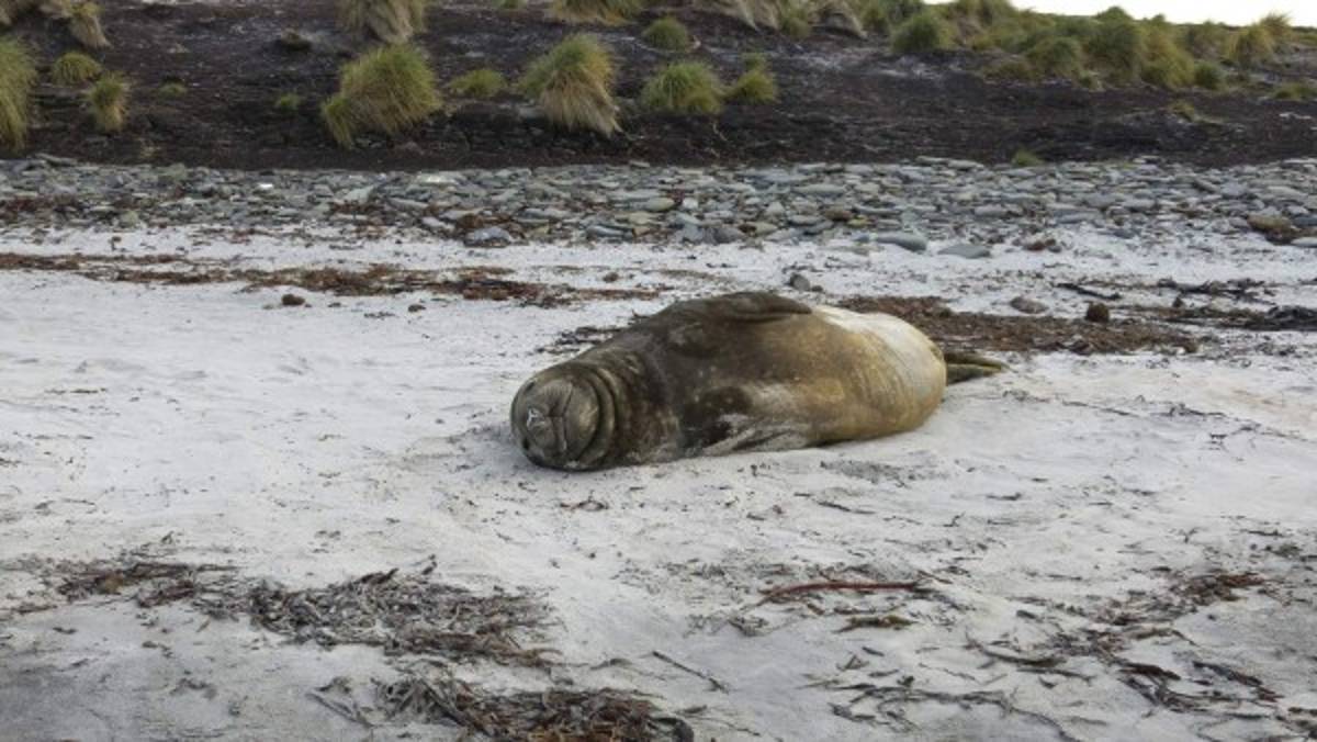 Islas Falkland: en el fin del mundo queda un bello paraíso
