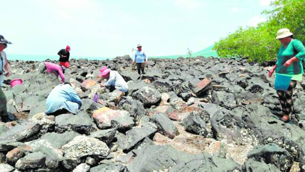 Mujeres marisqueras revalorizan recursos del Golfo de Fonseca