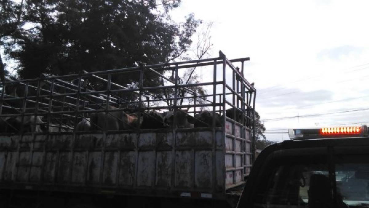 Capturan banda dedicada al robo de ganado en Catacamas, Olancho