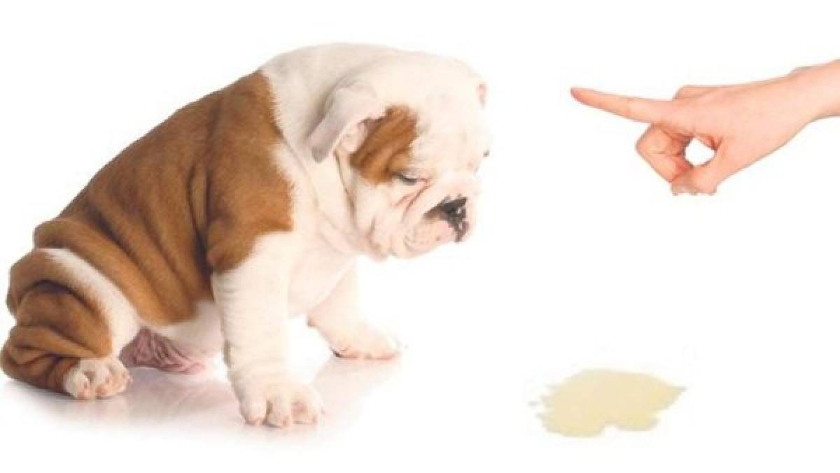 Por si no sabes cómo eliminar el olor a orina de tu perro !Te lo decimos!