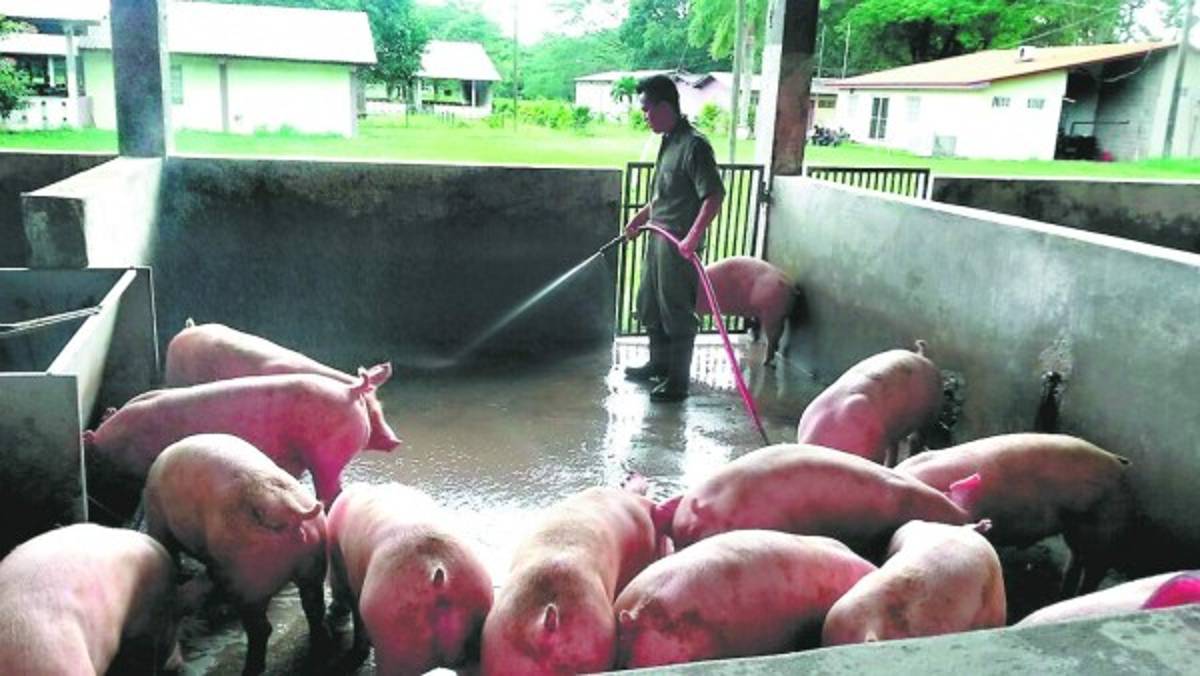 La UNA tiene su propia cría de animales para impulsar el proceso de enseñanza-aprendizaje.