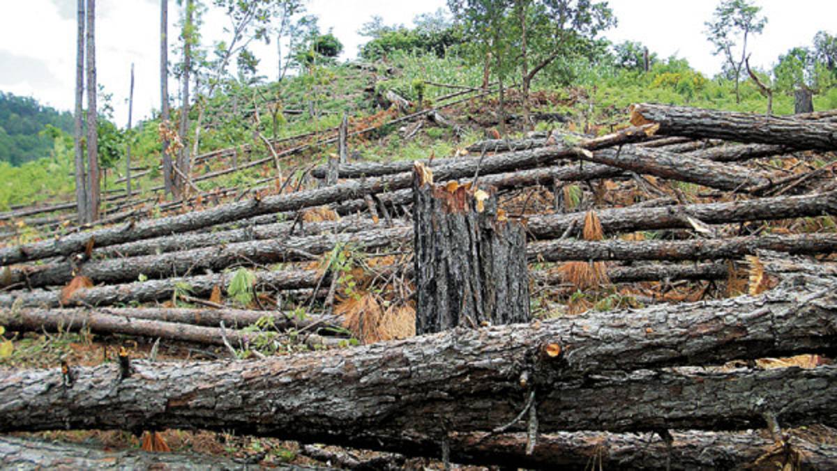 Deforestadas 20 manzanas de Parque Nacional en Comayagua