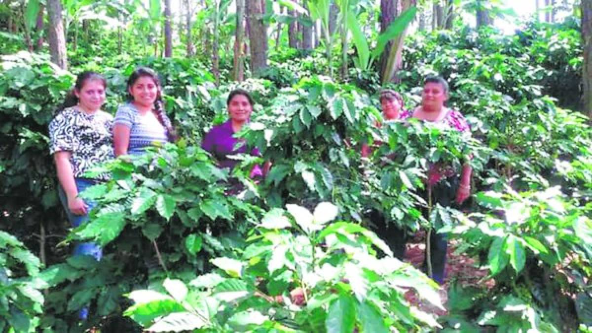 Honduras: Campesinas de Marcala llevan el café lenca a Europa