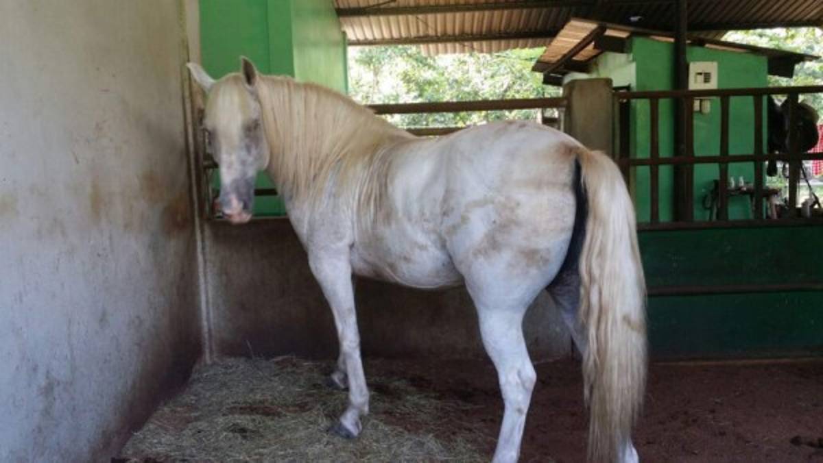 Varios sementales estaban en las caballerizas de algunas haciendas, los cuales pasarán a poder de la OABI.