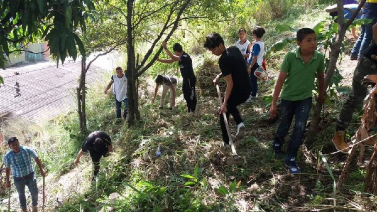 En la capital se necesita reforestar unas 25 mil hectáreas de bosque